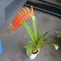 Tillandsia